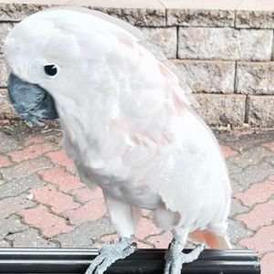 Meet your Posher, Alberto lm